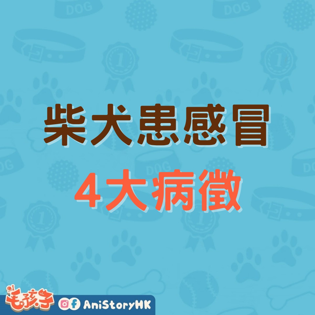 柴犬都會怕凍冬天溫差大狗狗易生病4大感冒病徵要留心