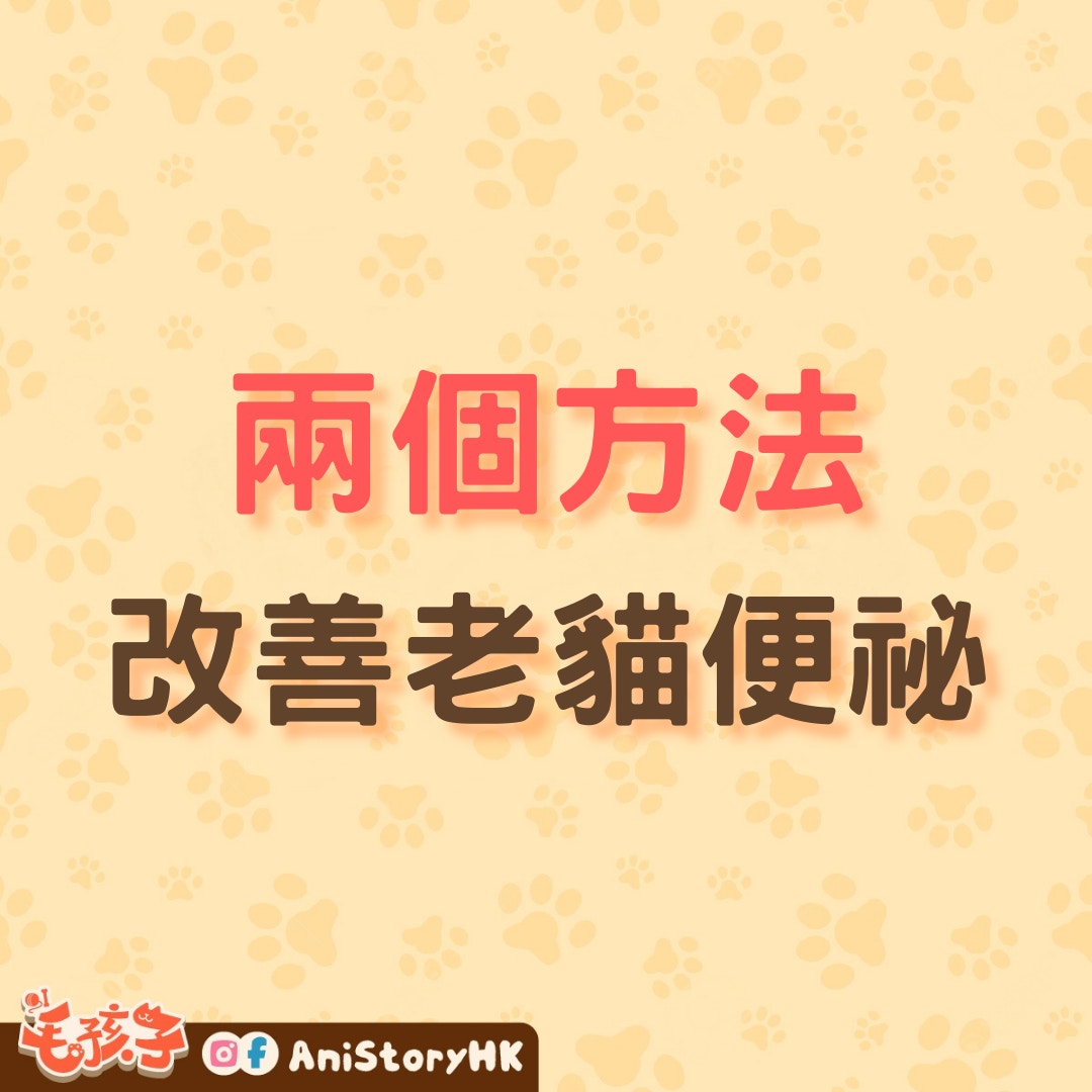 兩個方法有助改善老貓便祕。（01製圖）