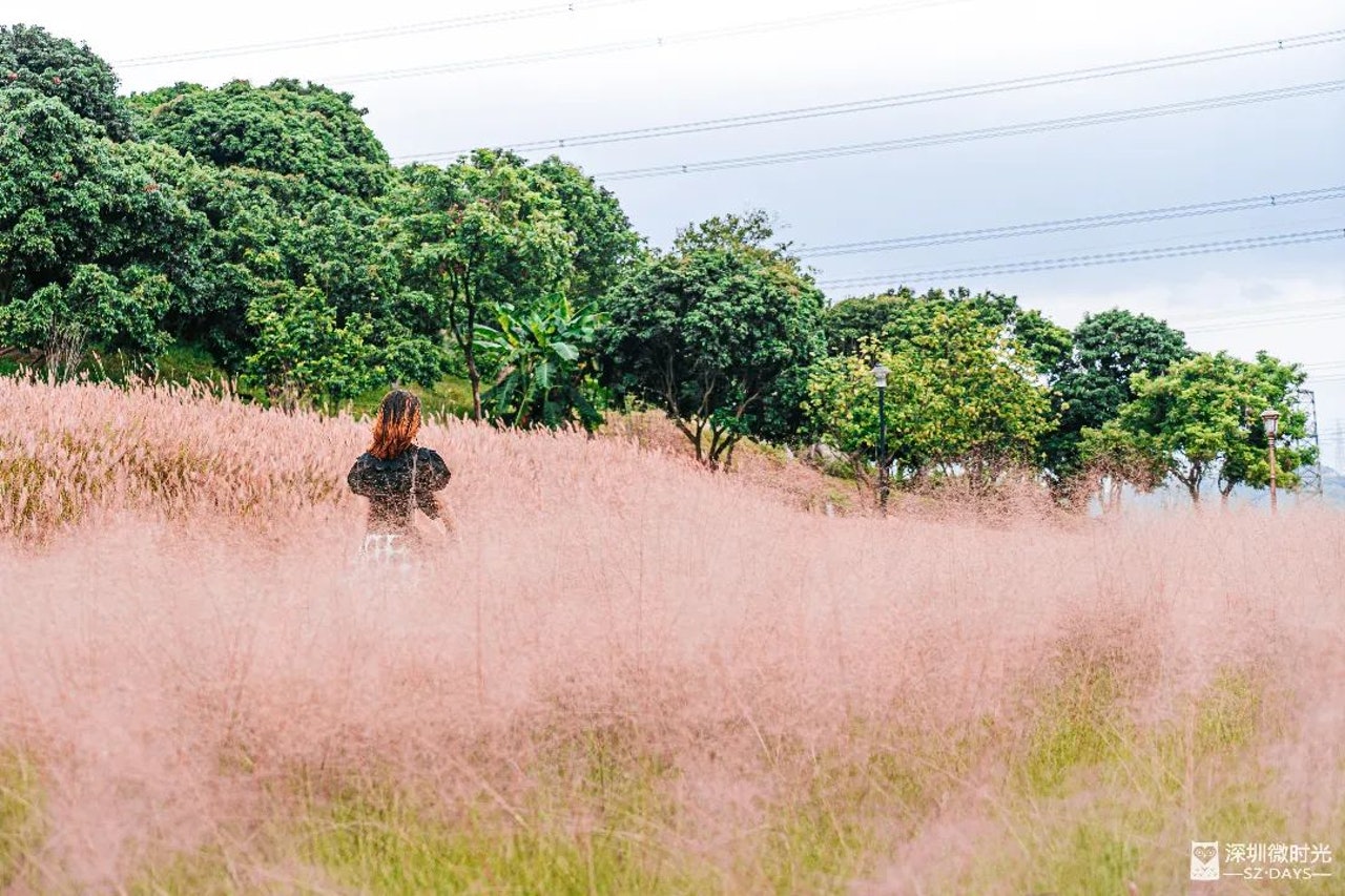 【陌上花公園】50000m²粉黛+狼尾草打卡點——陌上花公園(深圳微時光提供) 【陌上花公園】50000m²粉黛+狼尾草打卡點——陌上花公園(深圳微時光提供)