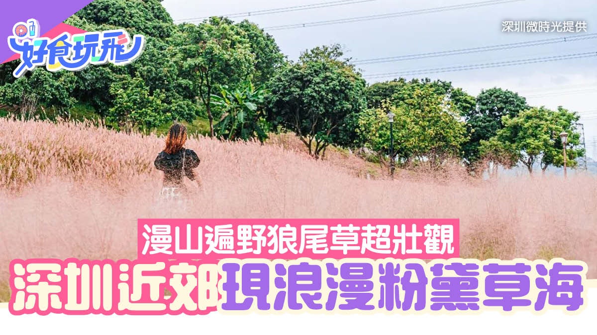 深圳近郊現粉黛草狼尾草海洋 石岩湖绿道一片毛絨絨變身打卡勝地 深圳近郊現粉黛草狼尾草海洋 石岩湖绿道一片毛絨絨變身打卡勝地