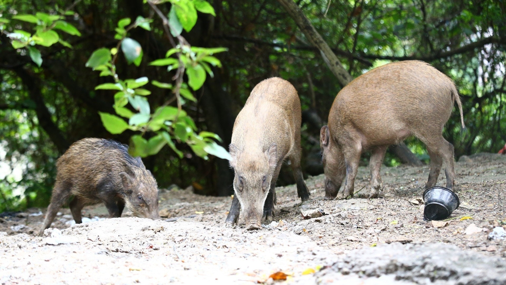 關注組促漁護署撤回格殺野豬令斥推得急欠諮詢如同文明大倒退 香港01 社會新聞 關注組促漁護署撤回格殺野豬令斥推得急欠諮詢如同文明大倒退 香港01 社會新聞