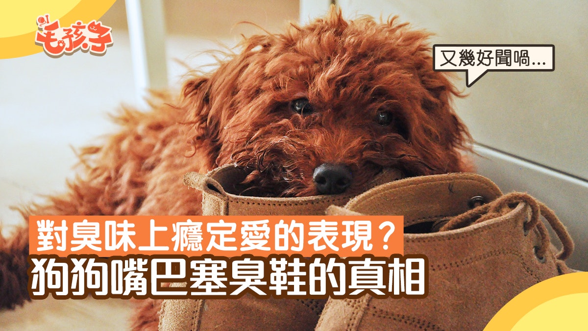 狗知識|狗把嘴巴塞進主人的臭鞋裏 或許是想跟爸媽說「我愛你」 狗知識|狗把嘴巴塞進主人的臭鞋裏 或許是想跟爸媽說「我愛你」