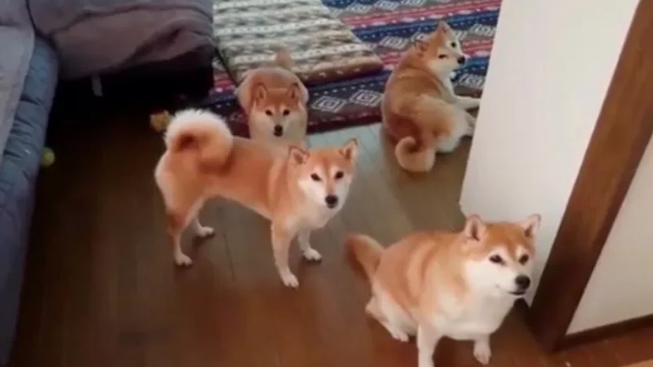 4隻柴犬玩《魷魚遊戲》123木頭人?齊齊望鏡頭一動也不動意外激萌 4隻柴犬玩《魷魚遊戲》123木頭人?齊齊望鏡頭一動也不動意外激萌
