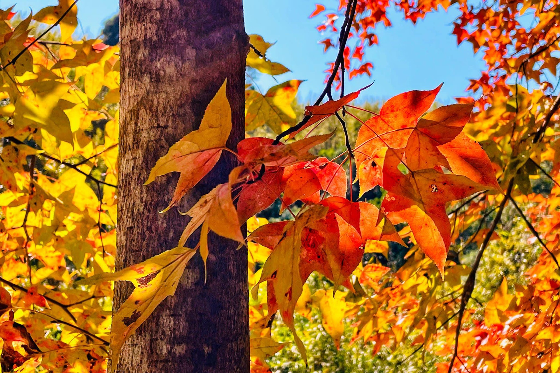 大棠紅葉22轉為極紅 附大棠紅葉交通 打卡貼士歎屯門美食 大棠紅葉22轉為極紅 附大棠紅葉交通 打卡貼士歎屯門美食