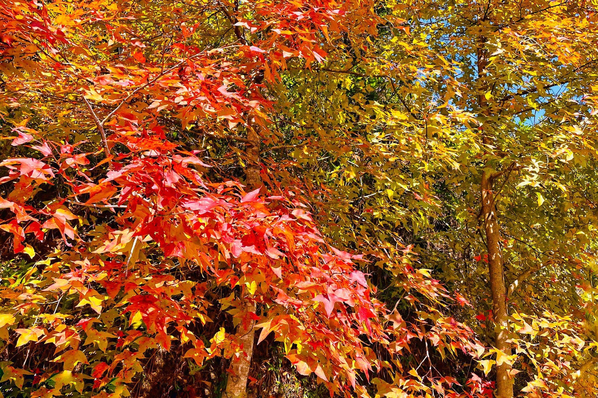 (FB @ David Ying) (FB @ David Ying)