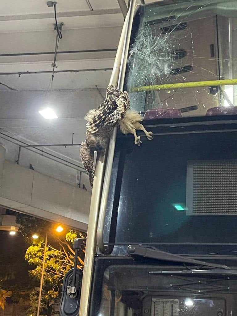 車頭沾上血迹，麻鷹已無生命跡象。（Key Ng／香港突發事故報料區）