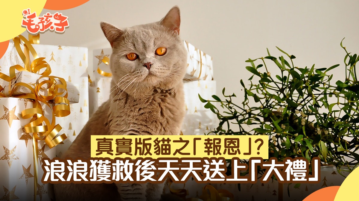 媽餵瘦弱流浪貓吃雞柳救牠一命 牠每天帶國家保護動物上門報恩 媽餵瘦弱流浪貓吃雞柳救牠一命 牠每天帶國家保護動物上門報恩