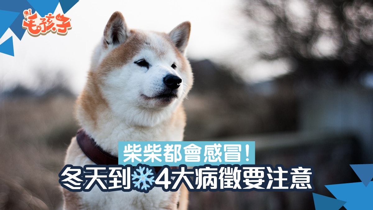 柴犬都會怕凍冬天溫差大狗狗易生病4大感冒病徵要留心 柴犬都會怕凍冬天溫差大狗狗易生病4大感冒病徵要留心