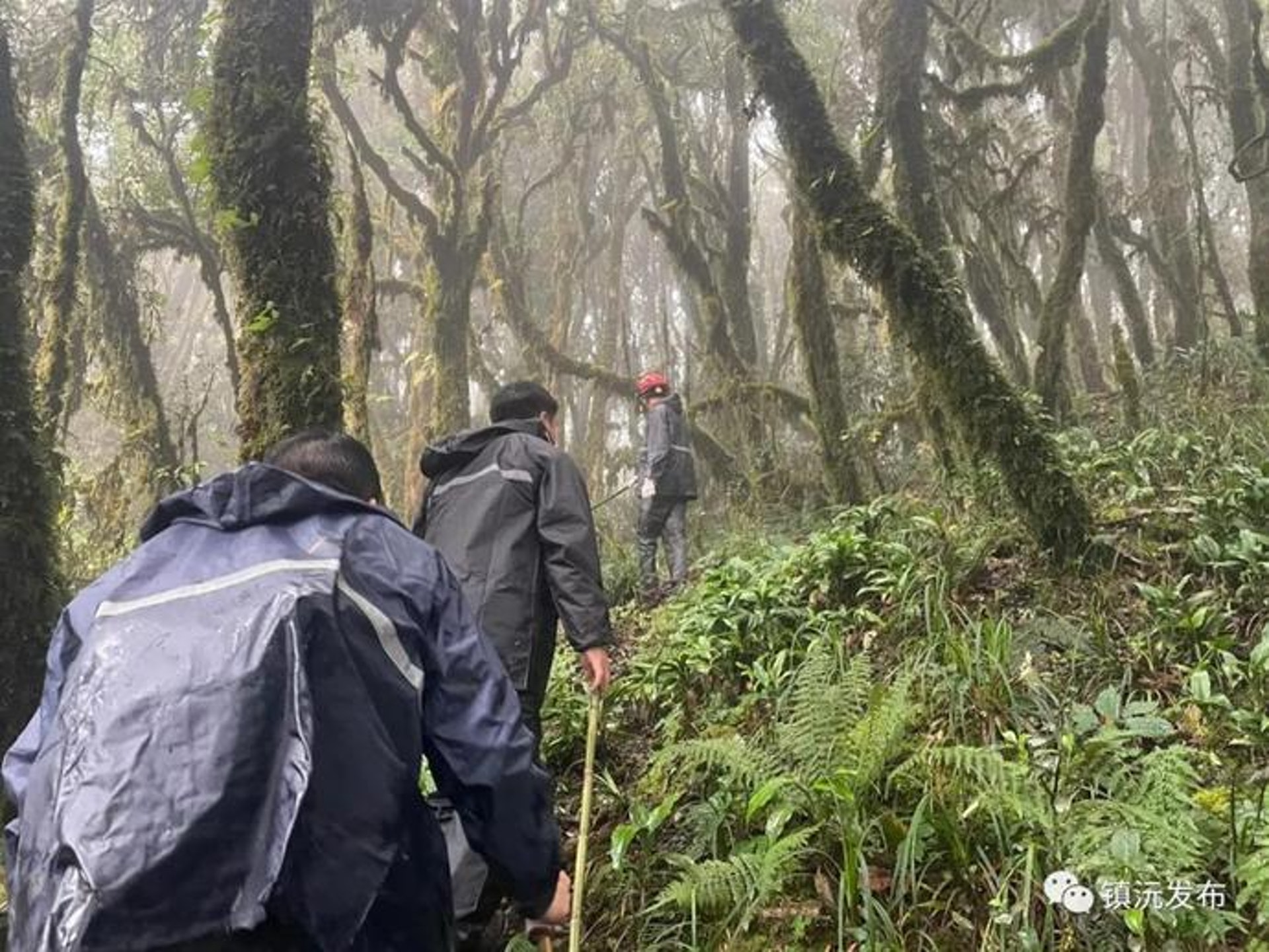中國地質調查局4名隊員進入雲南哀牢山後失聯,經過數日的搜救,仍未有所發現。(鎮沅發布) 中國地質調查局4名隊員進入雲南哀牢山後失聯,經過數日的搜救,仍未有所發現。(鎮沅發布)