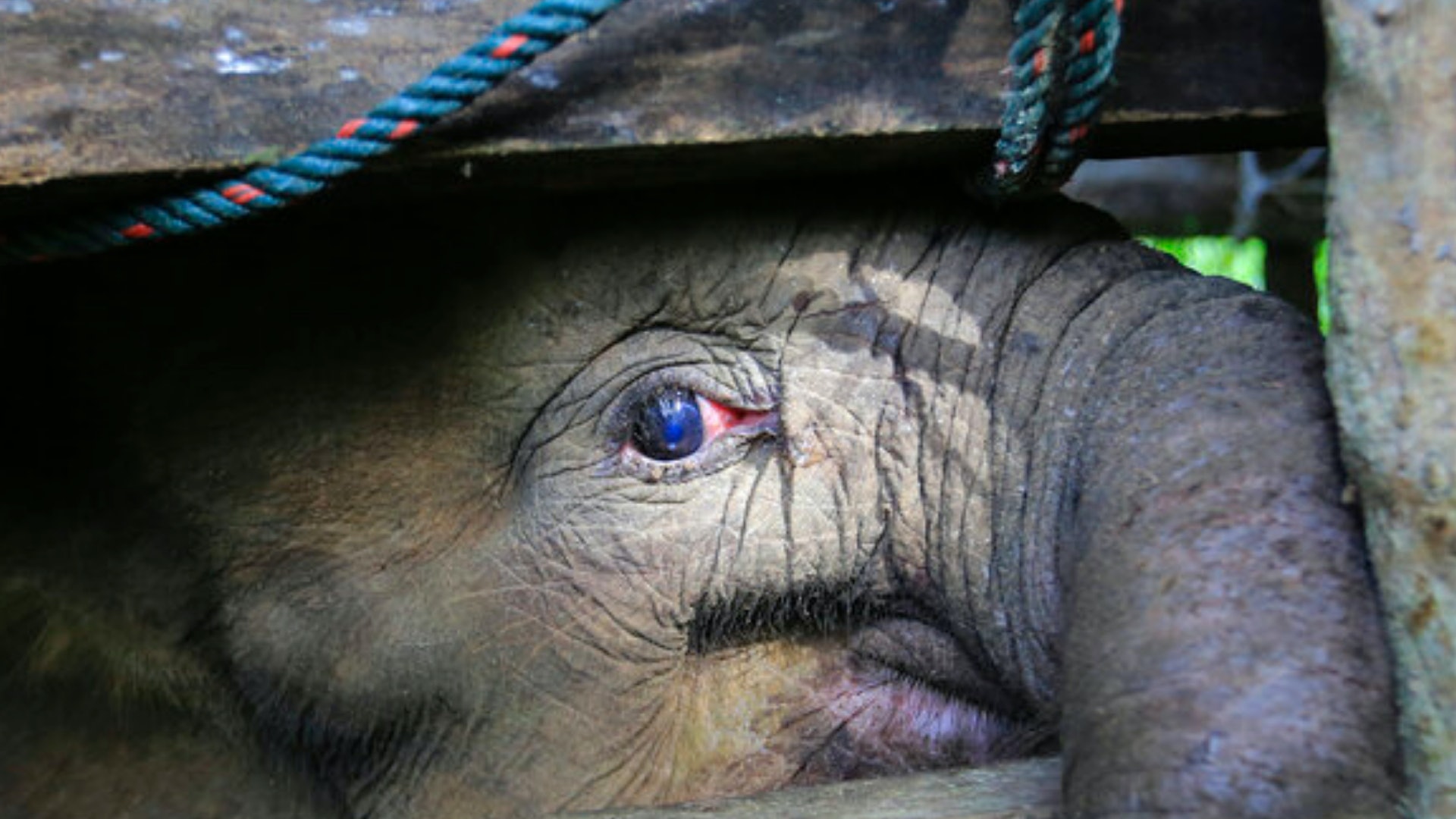 印尼小象誤中陷阱 最重要部位一刀切 兩日後傷口嚴重感染死亡 印尼小象誤中陷阱 最重要部位一刀切 兩日後傷口嚴重感染死亡