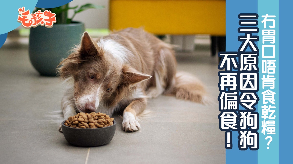 狗狗冷知識｜毛孩不吃乾糧或許是想求關注　三大原因寵主必知