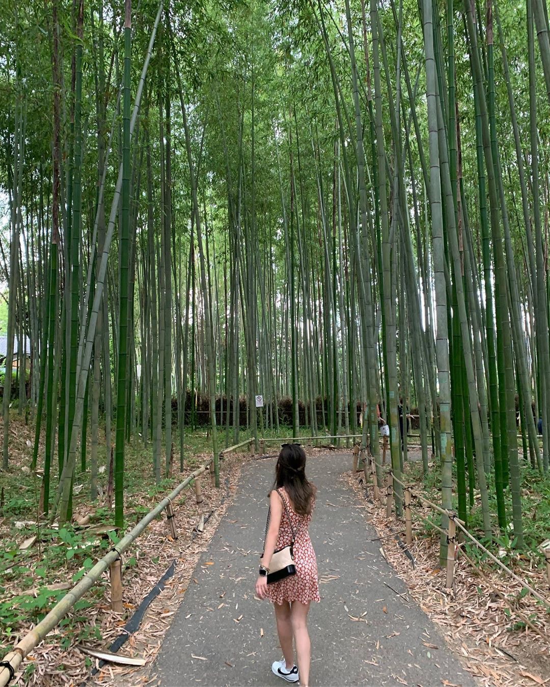 京都嵐山竹林小徑(圖片來源:IG@_vanessa.y) 京都嵐山竹林小徑(圖片來源:IG@_vanessa.y)