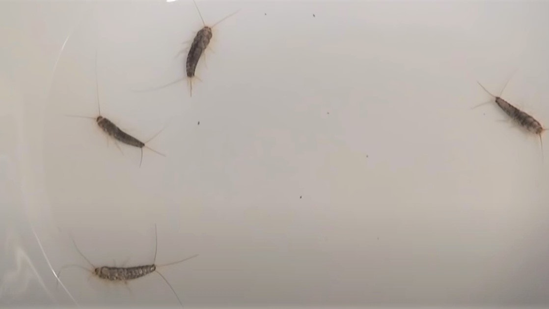 衣魚|除蟲公司:長得像魚的蟲入冬將大舉入侵民居1天可產60卵