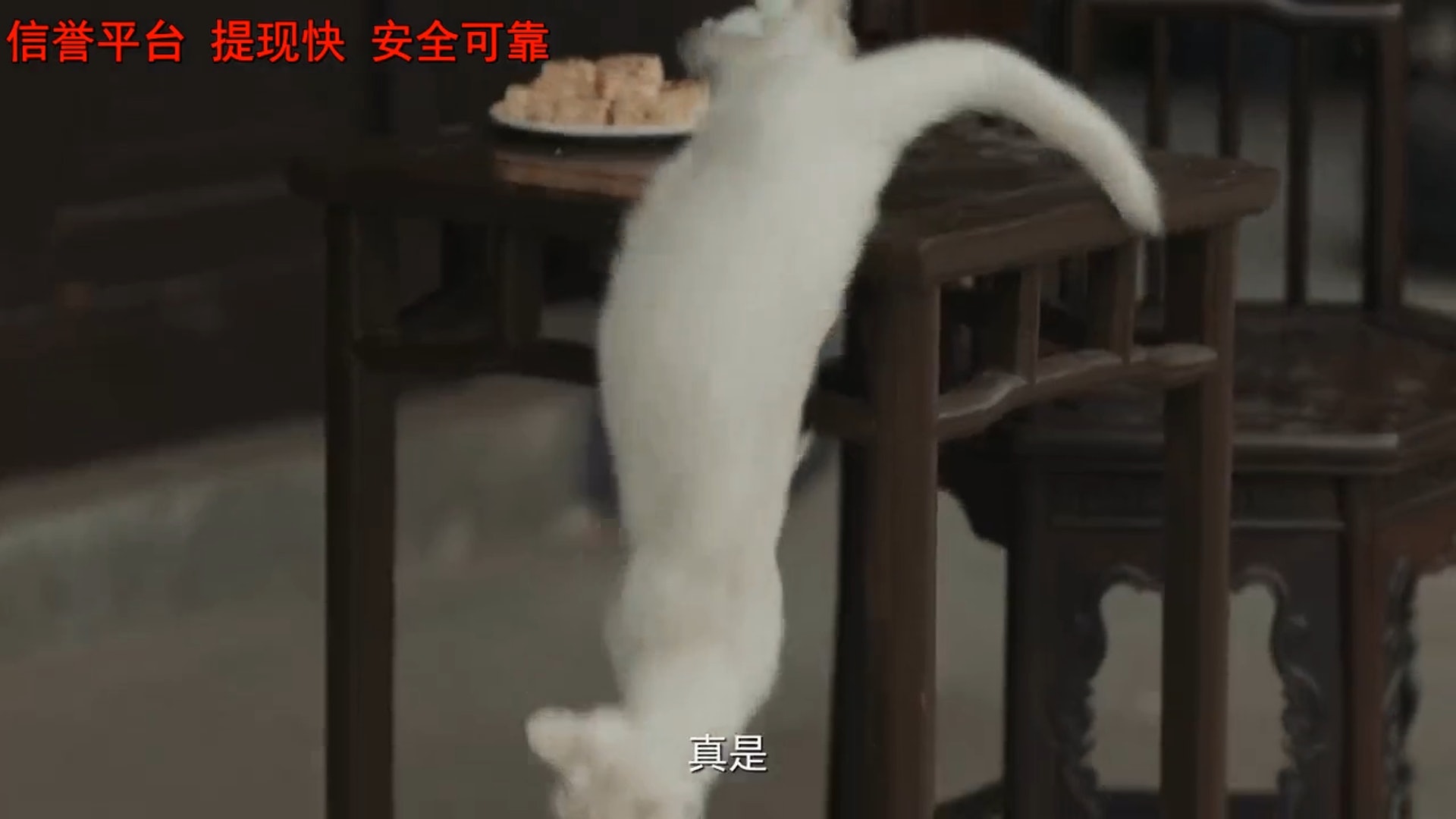 白貓由桌上跌落地。(視頻截圖) 白貓由桌上跌落地。(視頻截圖)