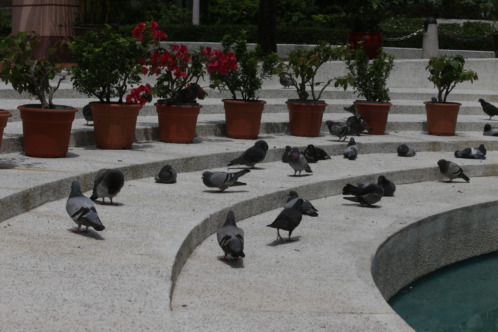 鄰居垃圾袋藏血羽毛阿叔認殺 飛來鴿 煮嚟食網民質疑違法 香港01 熱爆話題 鄰居垃圾袋藏血羽毛阿叔認殺 飛來鴿 煮嚟食網民質疑違法 香港01 熱爆話題