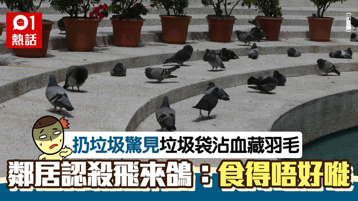 鄰居垃圾袋藏血羽毛阿叔認殺 飛來鴿 煮嚟食網民質疑違法 香港01 熱爆話題 鄰居垃圾袋藏血羽毛阿叔認殺 飛來鴿 煮嚟食網民質疑違法 香港01 熱爆話題