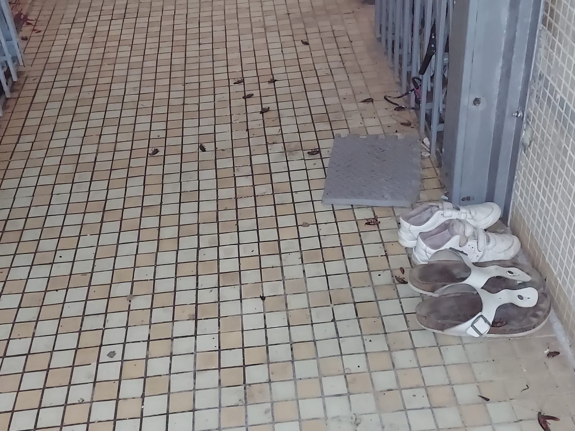 劉先生指涉事單位的女戶主長期拾荒,衞生情況惡劣,大量曱甴由涉事單位冒出,並在走廊亂竄,場面嚇人。(劉先生提供圖片) 劉先生指涉事單位的女戶主長期拾荒,衞生情況惡劣,大量曱甴由涉事單位冒出,並在走廊亂竄,場面嚇人。(劉先生提供圖片)