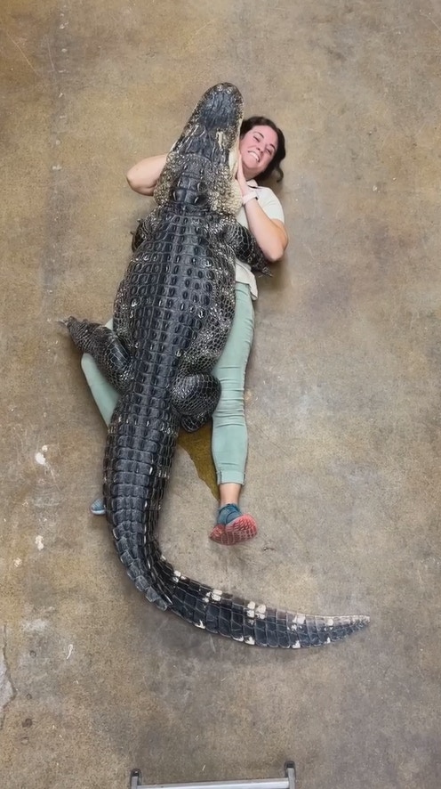 美國巨鱷「肉壓」女飼育員噴尿（IG@thereptilezoo）