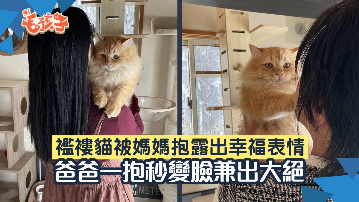 橘貓被媽抱起露出超幸福表情　換爸抱馬上變臉　還使出貓拳伺候
