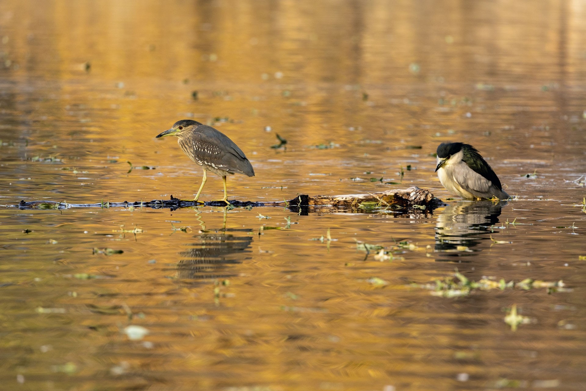 焦距:500mm　 光圈:f/7.1　 ISO感光度:1000　 曝光時間:1/800　 曝光補償:0EV　 白平衡:自動（中關村在線授權使用）