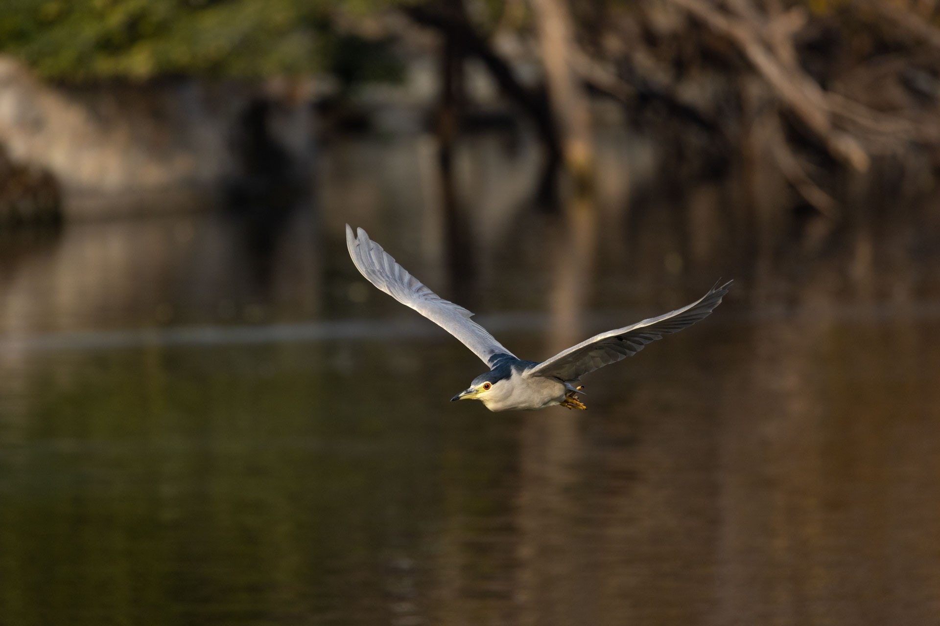 焦距:500mm　 光圈:f/7.1　 ISO感光度:1000　 曝光時間:1/2000　 曝光補償:-1EV　 白平衡:自動（中關村在線授權使用）