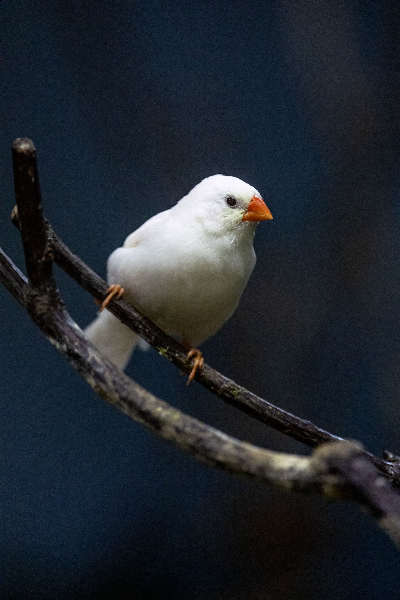 焦距:500mm　 光圈:f/7.1　 ISO感光度:12800　 曝光時間:1/100　 曝光補償:0EV　 白平衡:自動（中關村在線授權使用）