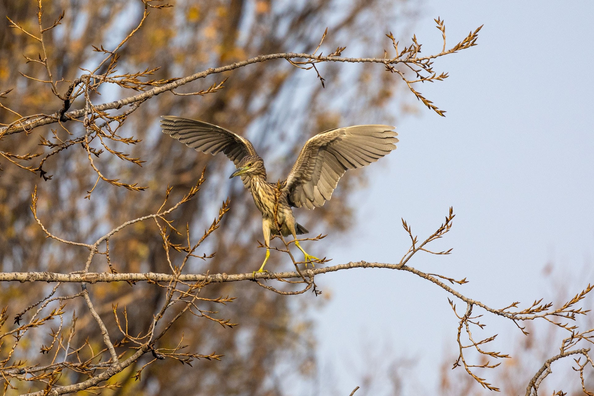 焦距:500mm　 光圈:f/7.1　 ISO感光度:1600　 曝光時間:1/5000　 曝光補償:0EV　 白平衡:自動（中關村在線授權使用）