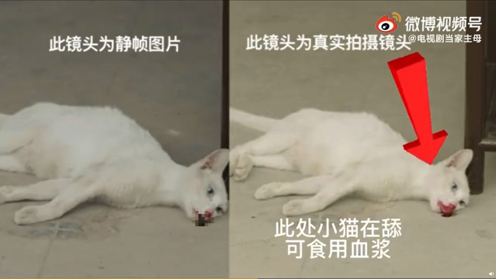 第一個澄清貓咪動圖，是P出來的；第二個澄清視頻，和劇中死亡的貓咪對不上；第三個澄清說已報警，且再發澄清視頻，貓咪的樣子還是對不上。（視頻截圖）