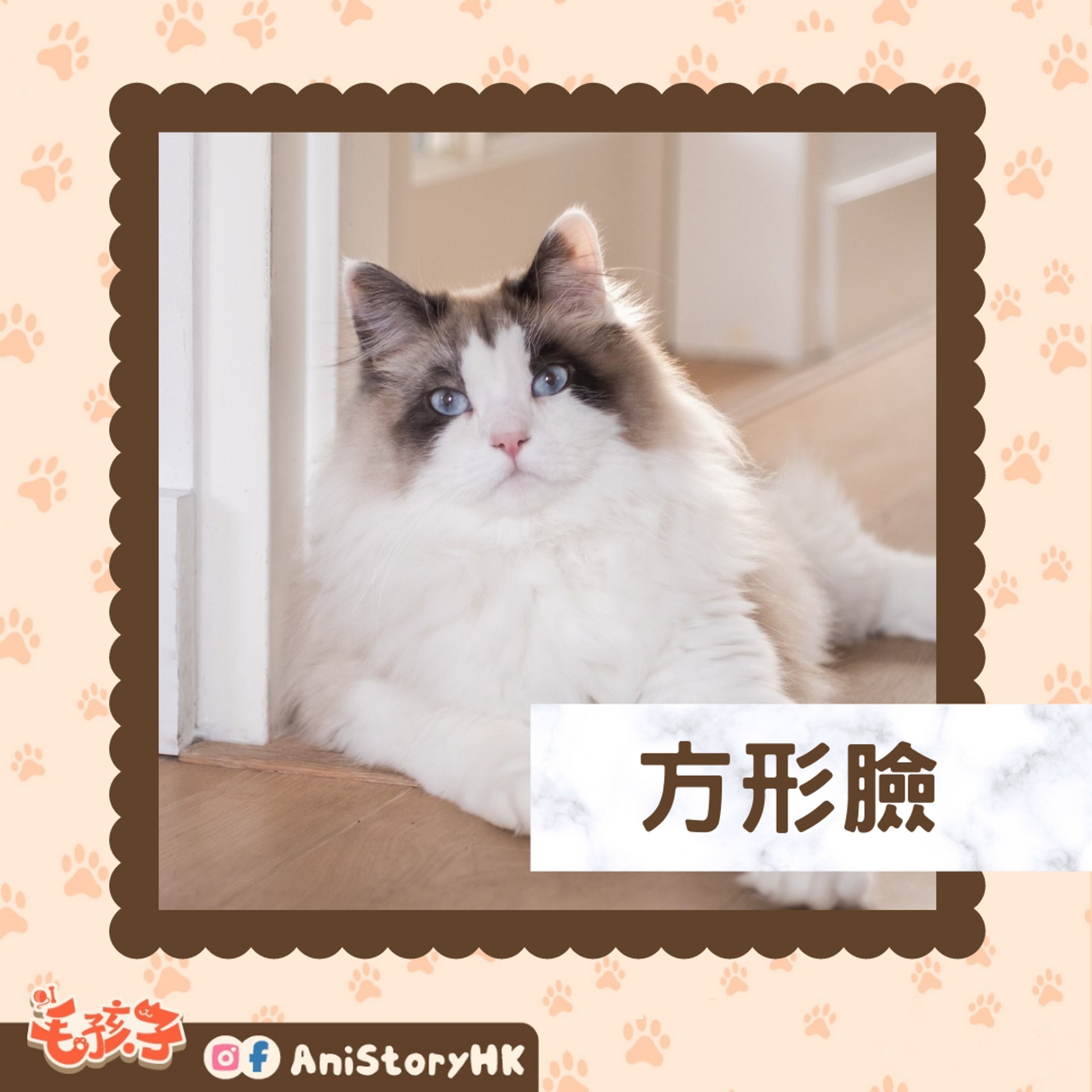 貓咪三大臉型反映不同個性。(01製圖 / Unsplash圖片:Petrebels) 貓咪三大臉型反映不同個性。(01製圖 / Unsplash圖片:Petrebels)