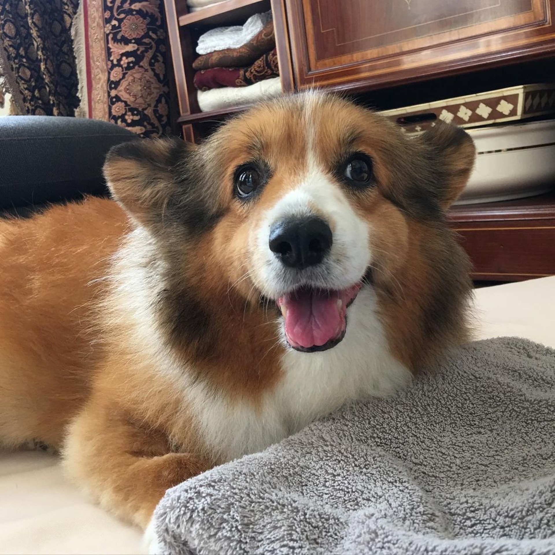 張敬軒愛犬「妹妹」昨晚離世。(IG/@hinscheung) 張敬軒愛犬「妹妹」昨晚離世。(IG/@hinscheung)