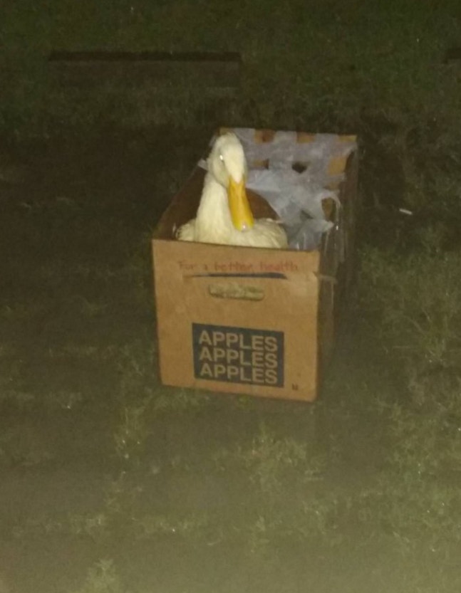 有台女分享爸爸在停車場救回疑遭遺棄的鴨子，以及一家人暫時照顧流浪鴨的經歷，引來網民討論。（Dcard討論區圖片）