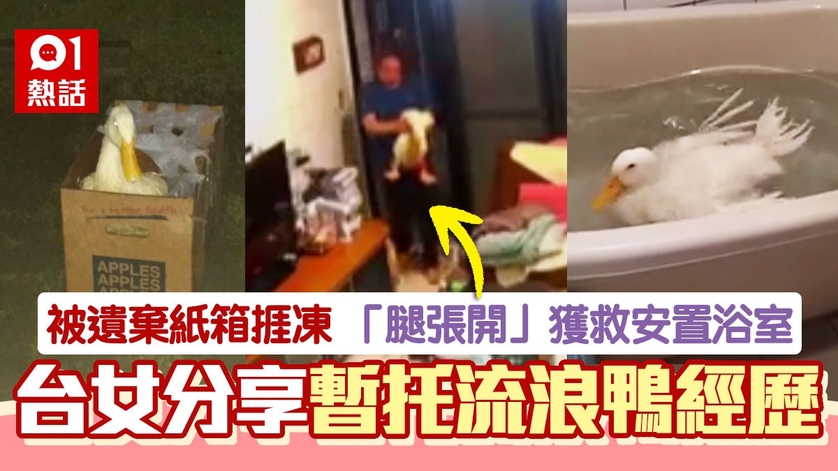 暖心爸爸不忍鴨仔被遺棄抱回家暫托　台女瞓醒驚見「室友」超疑惑