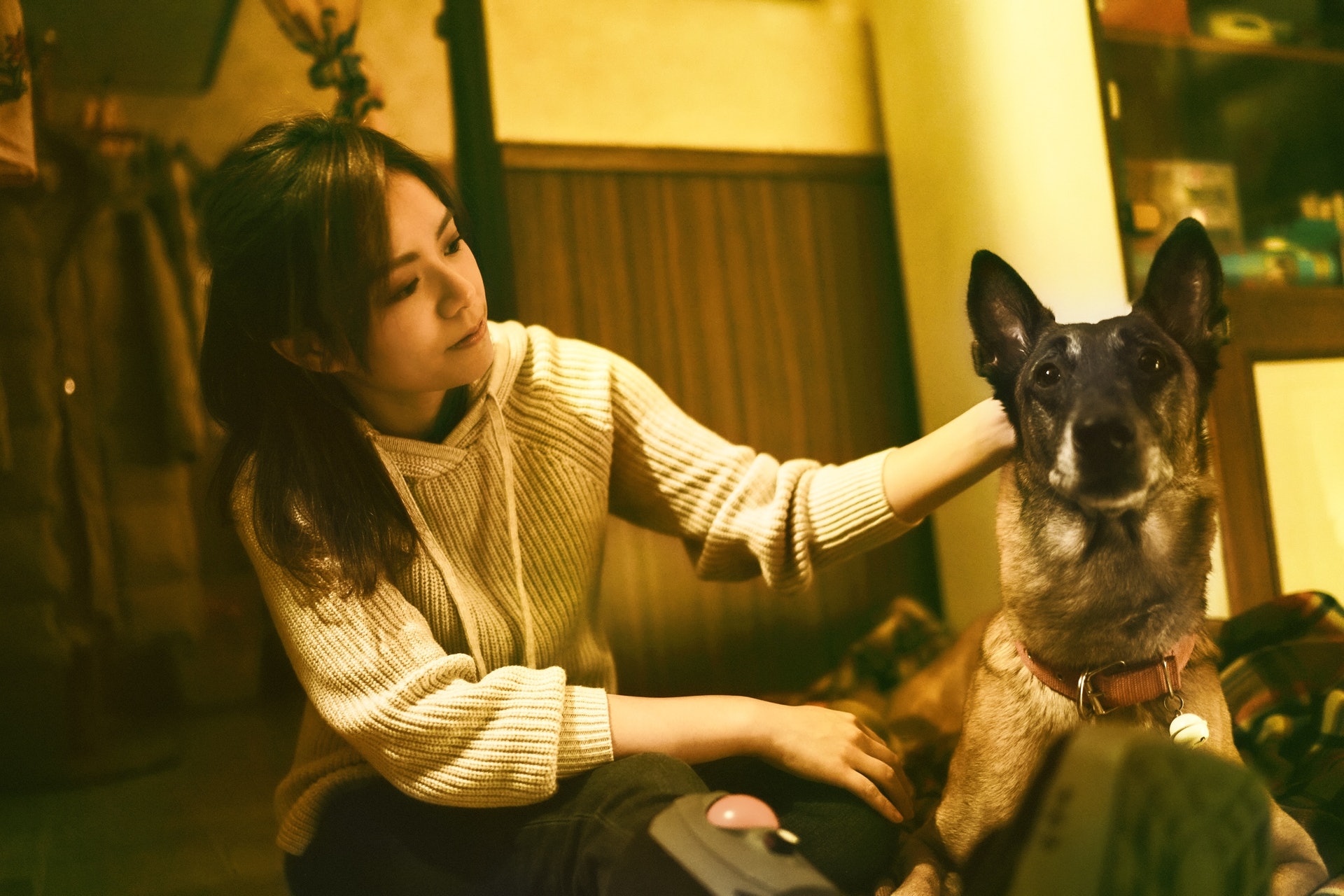 導演九把刀起初對自己死去的狗狗有點依戀,希望可以找一隻更像他已離世的狗狗演出,然而最後Akita表現出眾,角色仍是落在牠身上。(《月老》劇照) 導演九把刀起初對自己死去的狗狗有點依戀,希望可以找一隻更像他已離世的狗狗演出,然而最後Akita表現出眾,角色仍是落在牠身上。(《月老》劇照)