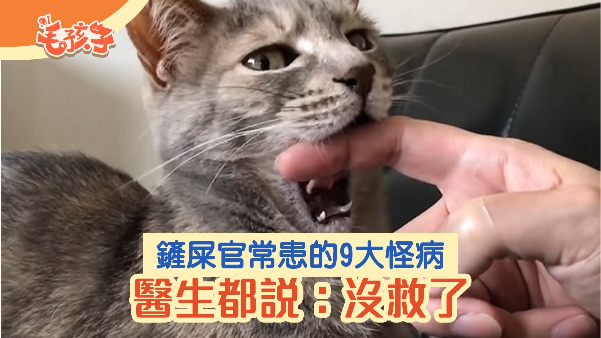 養貓後竟患上「領養成癮」　貓奴常患9大病症　醫生都說：沒救了