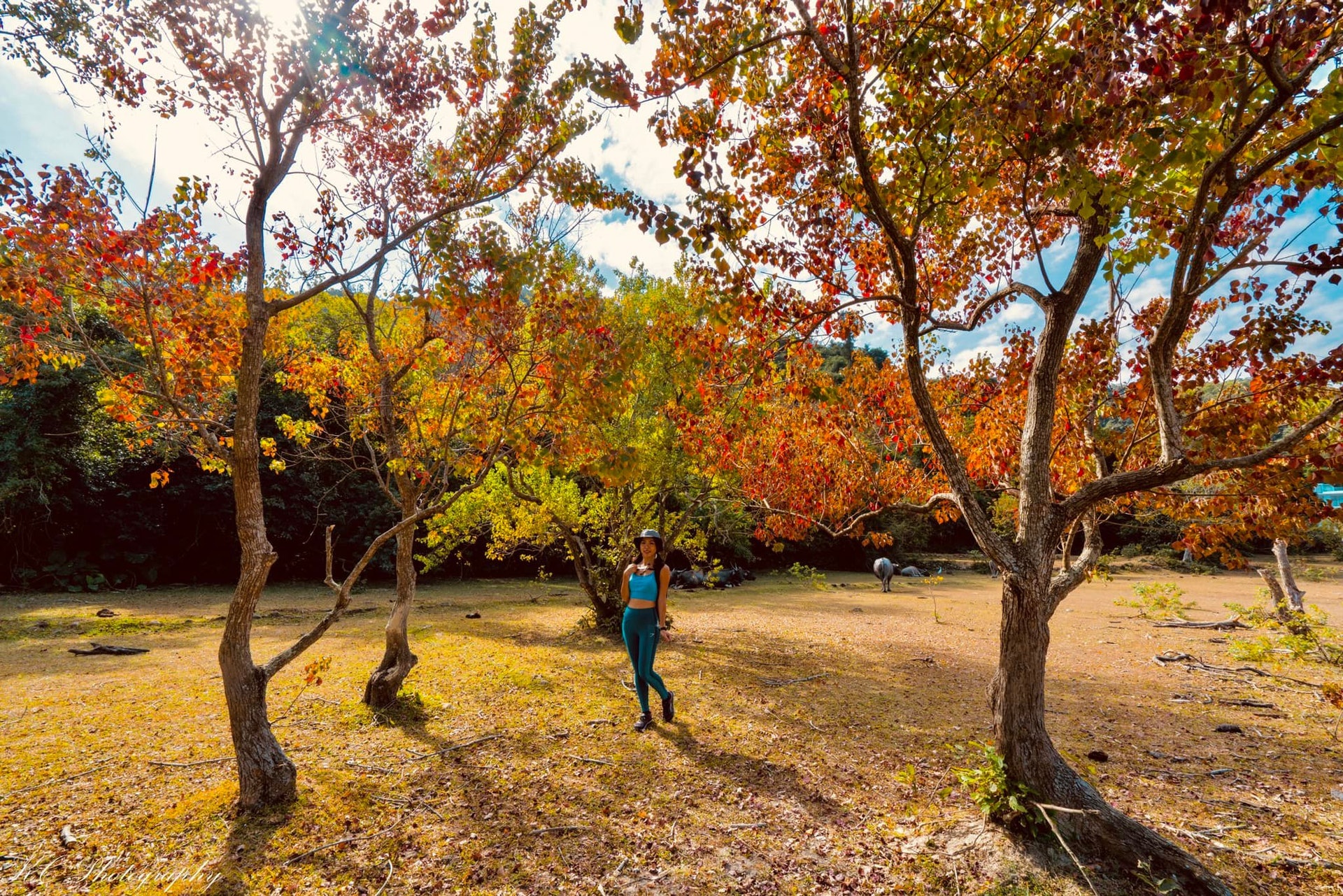 香港紅葉21 大嶼山隱世紅葉林如置身加拿大網民 不輸大棠紅葉 香港紅葉21 大嶼山隱世紅葉林如置身加拿大網民 不輸大棠紅葉