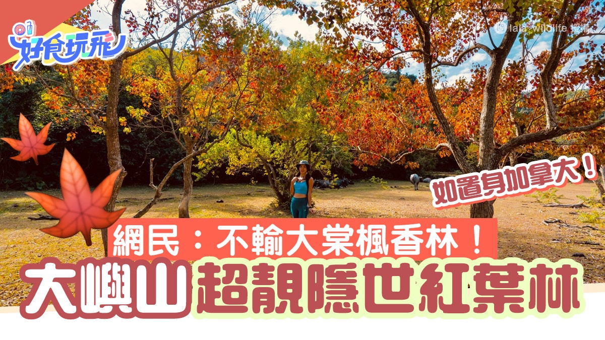 香港紅葉21 大嶼山隱世紅葉林如置身加拿大網民 不輸大棠紅葉