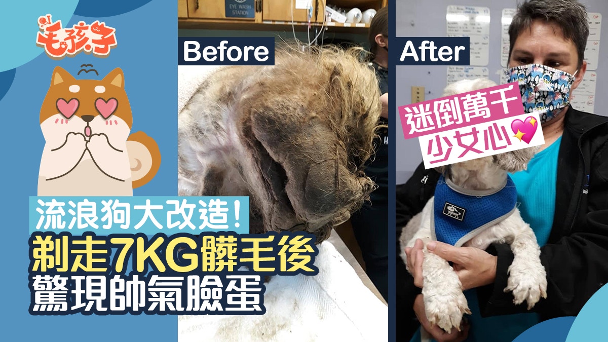 流浪狗｜廢棄後院撿到地拖狗　義工剃走7KG髒毛　驚見帥氣真身
