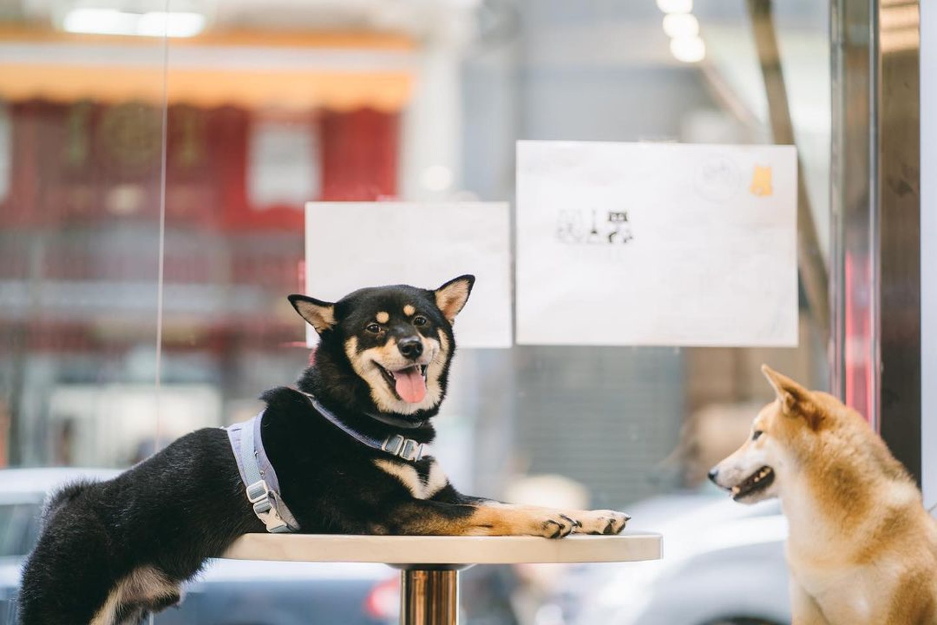 上環新開的2層棲高Cafe「Shibar」有2隻可愛柴犬做店長。( 圖片來源:IG@shibar.hk) 上環新開的2層棲高Cafe「Shibar」有2隻可愛柴犬做店長。( 圖片來源:IG@shibar.hk)