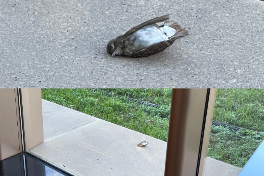 香港觀鳥會上月接到市民報告，指美孚港鐵站外發現雀鳥屍體。（Global Bird Collision Mapper網頁圖片）