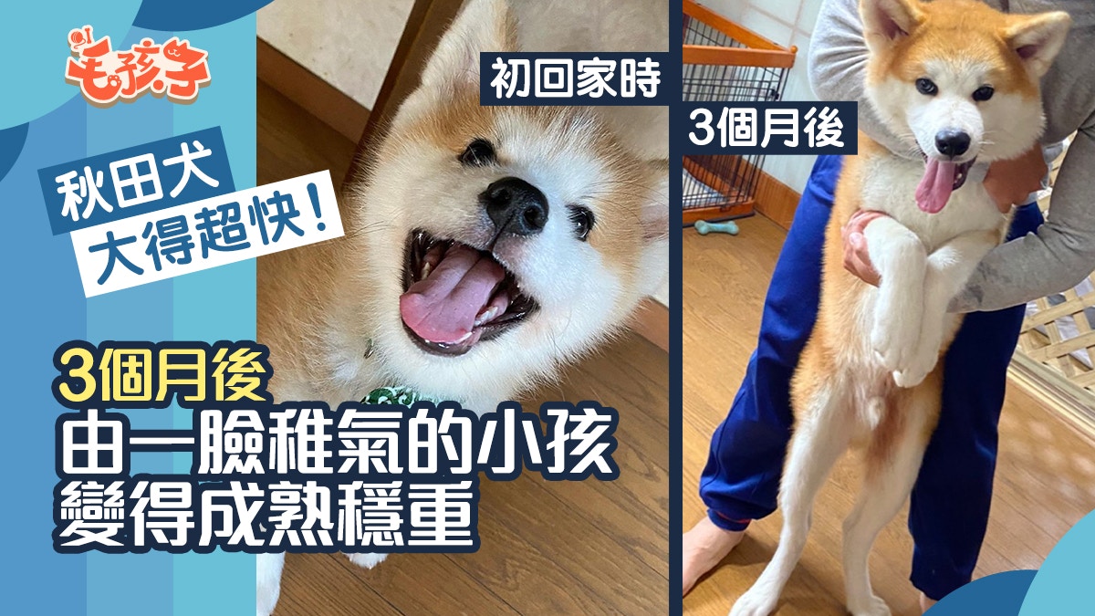 秋田犬 香港01