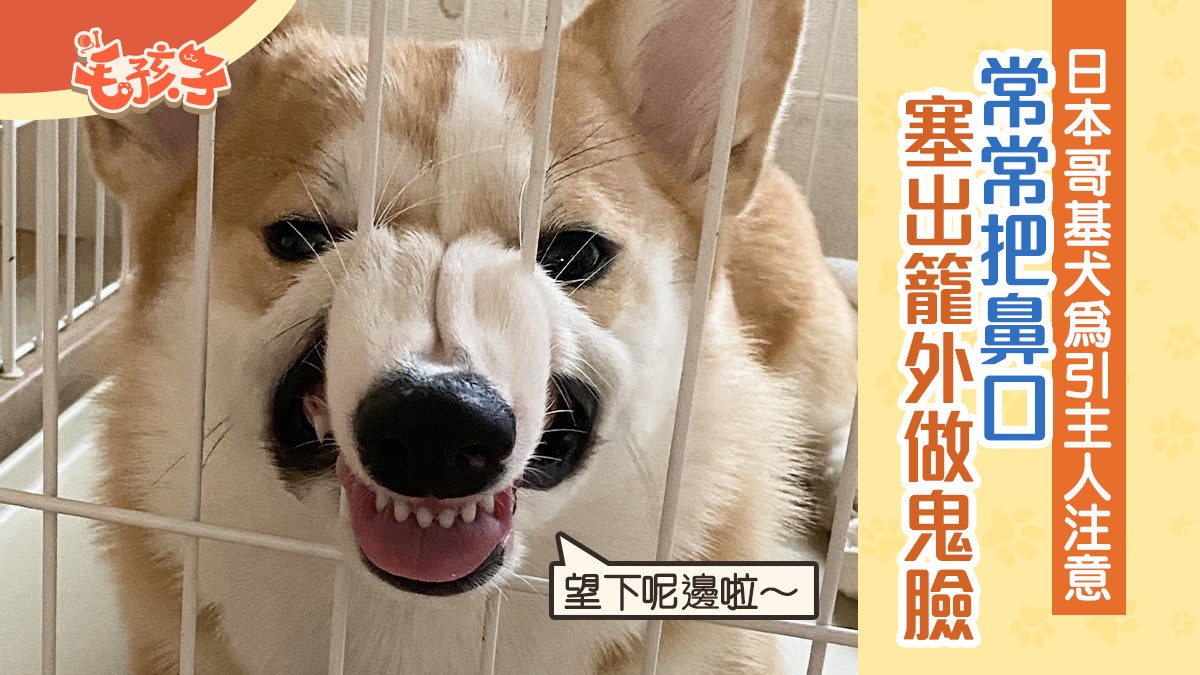 哥基犬常把鼻口塞籠外扮鬼臉媽揭開背後原因超爆笑 哥基犬常把鼻口塞籠外扮鬼臉媽揭開背後原因超爆笑
