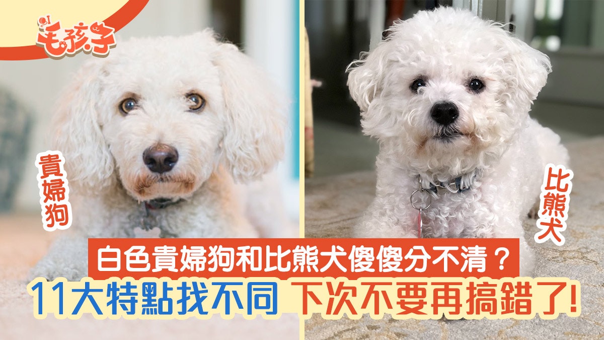 白色貴婦狗和比熊犬經常撞樣11個特點助你分辨細仔看差別超大 白色貴婦狗和比熊犬經常撞樣11個特點助你分辨細仔看差別超大