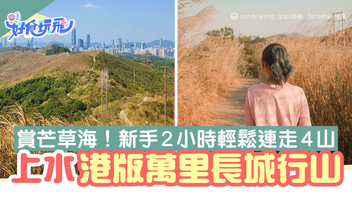 上水行山路線|港版萬里長城 新手2小時行完4座山 必看金黃芒草海 上水行山路線|港版萬里長城 新手2小時行完4座山 必看金黃芒草海