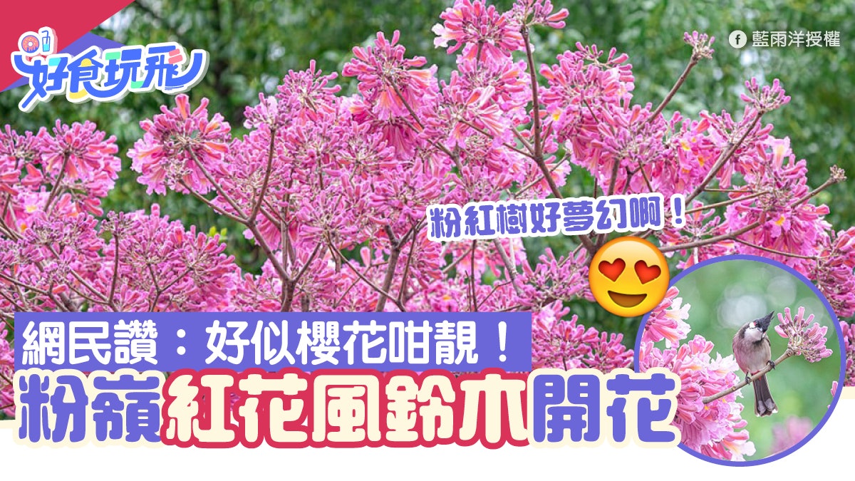 粉嶺紅花風鈴木提早開花網民大讚粉紅樹超夢幻 好似櫻花咁靚 粉嶺紅花風鈴木提早開花網民大讚粉紅樹超夢幻 好似櫻花咁靚