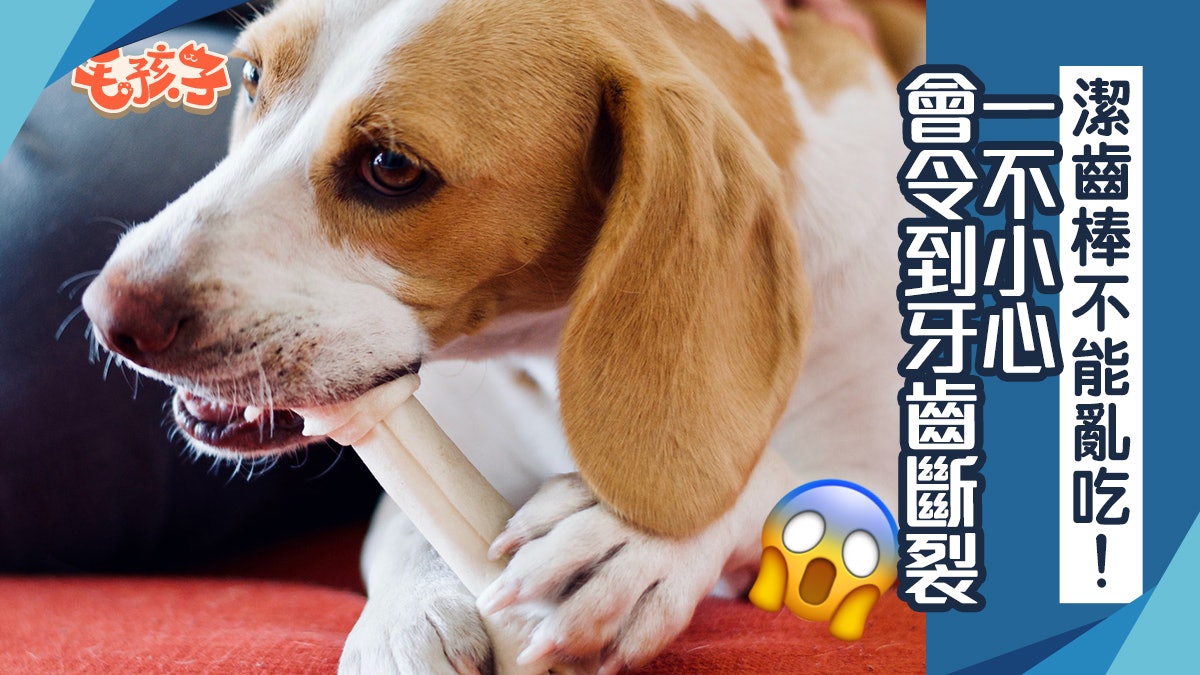 寵物健康 潔牙骨 大骨別讓狗狗亂吃一個不小心導致牙齒斷裂 寵物健康 潔牙骨 大骨別讓狗狗亂吃一個不小心導致牙齒斷裂