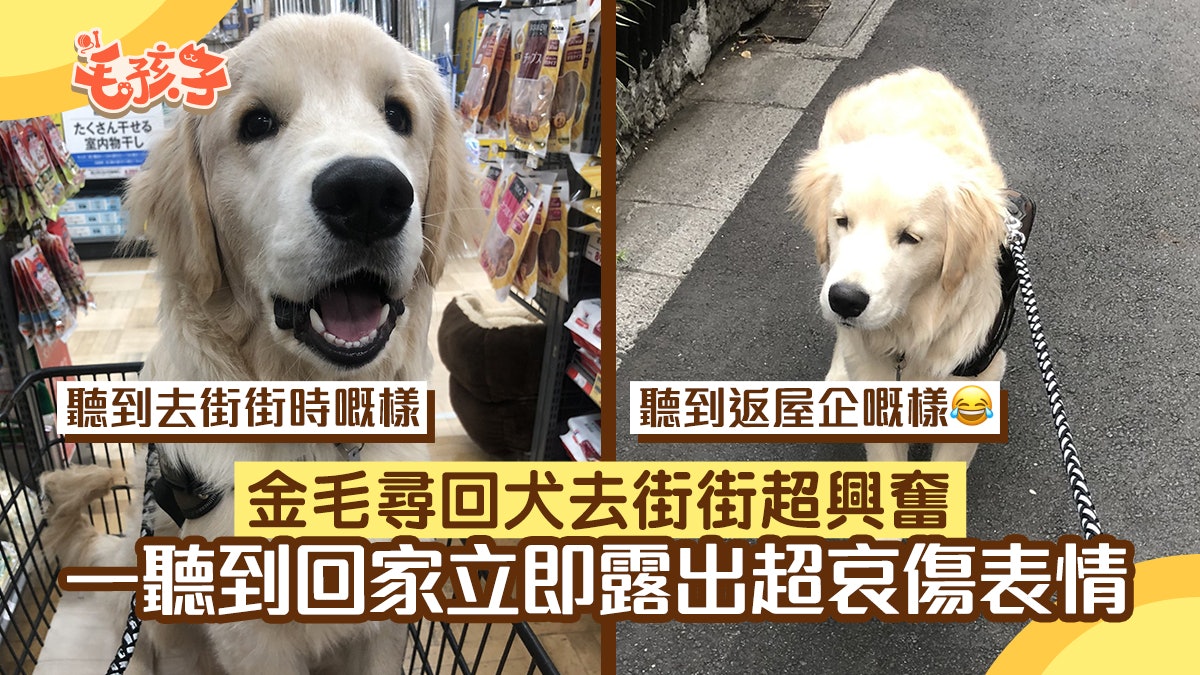 金毛尋回犬外出散步超興奮 聽到主人說「回家」 秒露出哀傷神情 金毛尋回犬外出散步超興奮 聽到主人說「回家」 秒露出哀傷神情