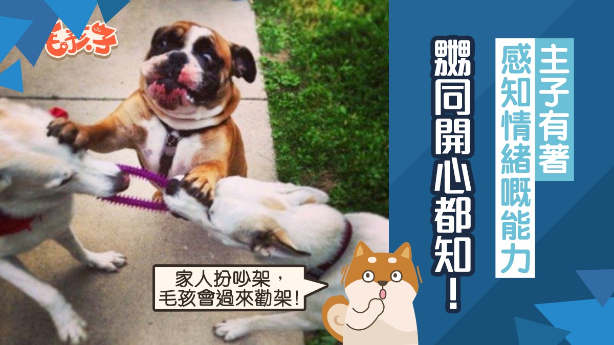 貓狗都是讀心術高手 能跨物種理解人類情緒 感知能力不遜於小孩 貓狗都是讀心術高手 能跨物種理解人類情緒 感知能力不遜於小孩
