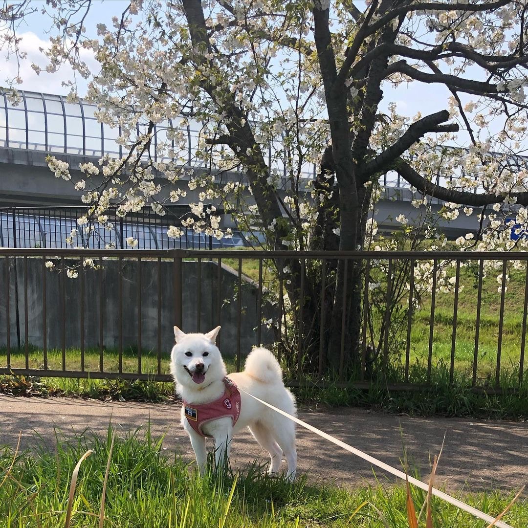 根據飼主上傳的IG影片，白玉喜歡叼著家裡的物品。（ig@miki.tamama）