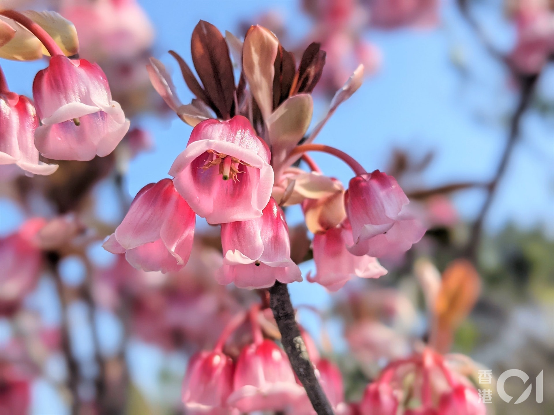 香港賞花22 賞花好去處 香港賞花地點公開