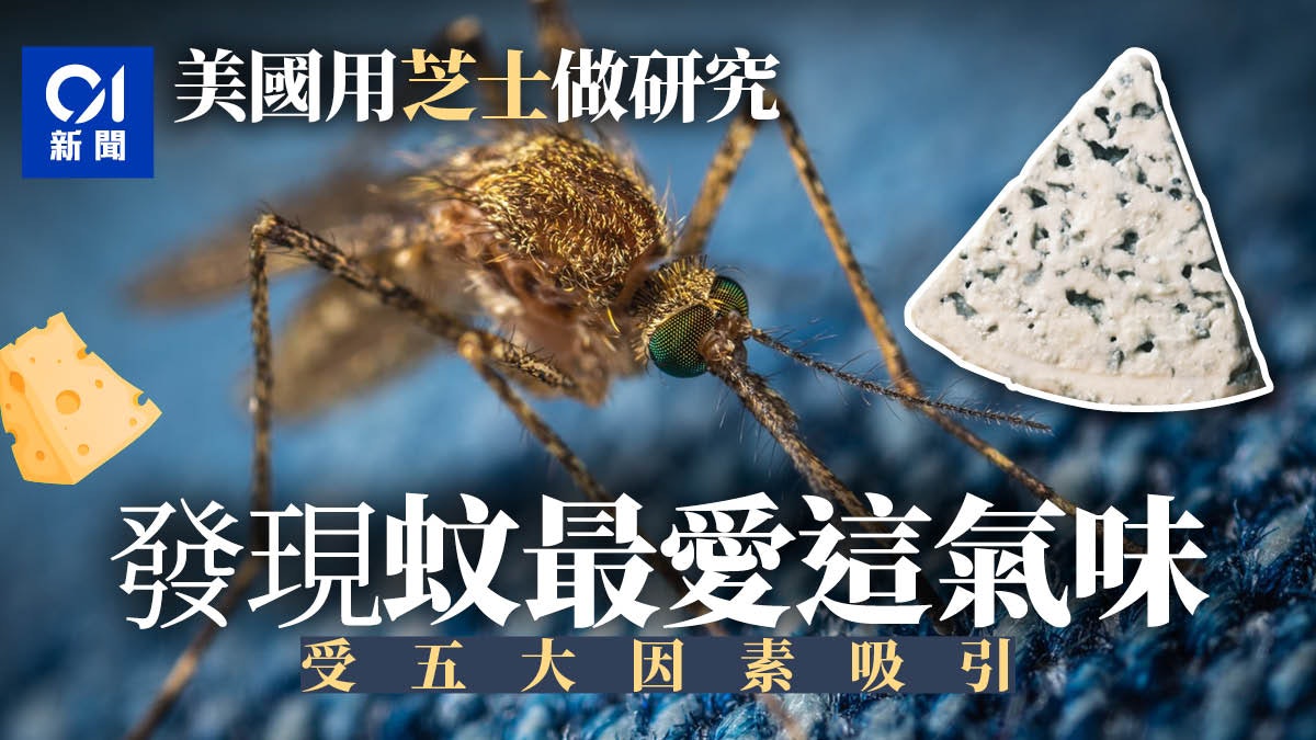 美國昆蟲學家用芝士做實驗 發現蚊子最愛這味道 哪類人最易被咬 美國昆蟲學家用芝士做實驗 發現蚊子最愛這味道 哪類人最易被咬